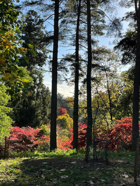 Paw Friendly Places - Batsford Arboretum